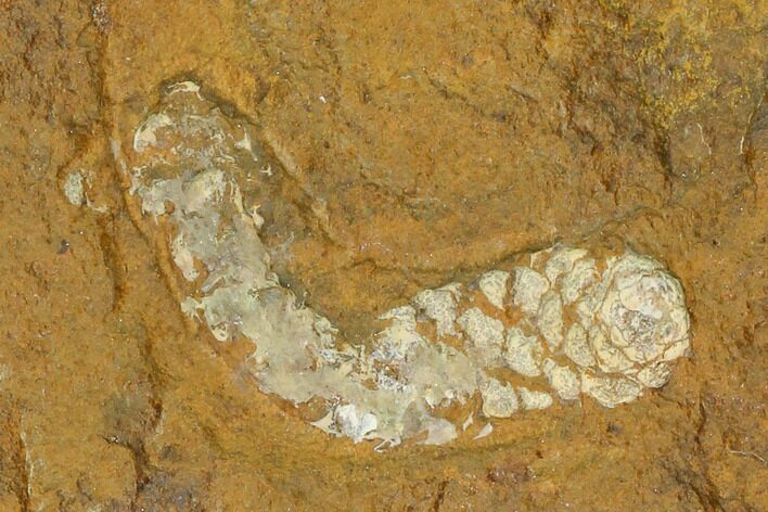 Paleocene Fossil Flower Stamen (Palaeocarpinus) - North Dakota #145338